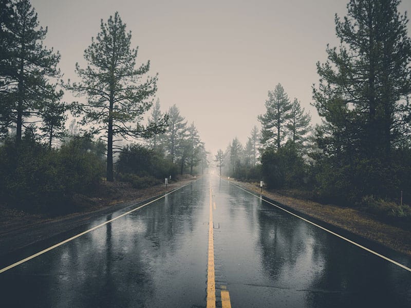 A wet road lined with pine trees disappearing into fog on a rainy day